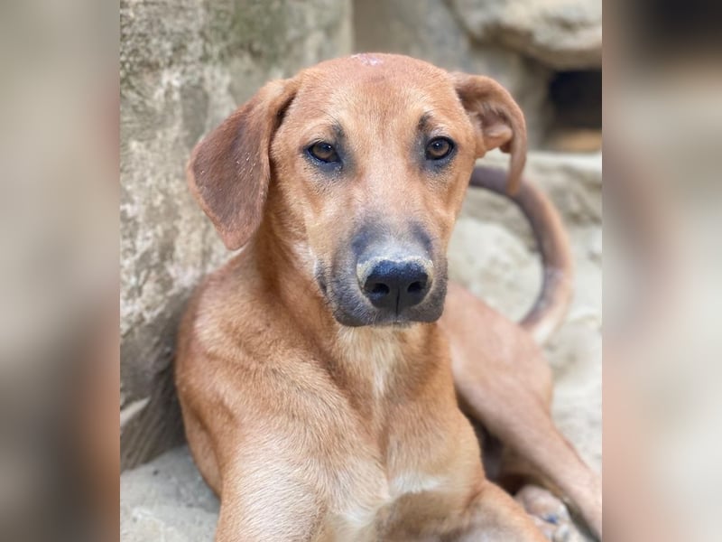 Luke, geb. ca. 02/2025, lebt in GRIECHENLAND, auf einer privaten Pflegestelle