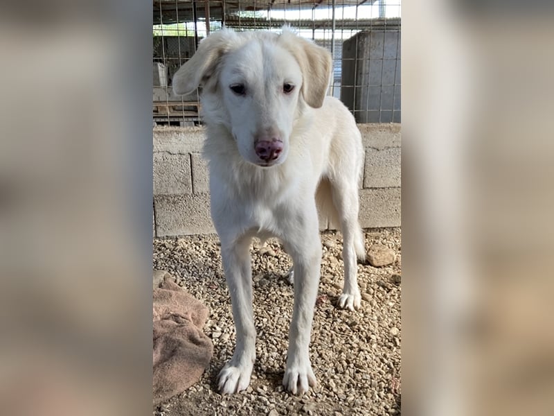 Zendaya, geb. ca. 12/2021, lebt in GRIECHENLAND, im städt. Tierheim Serres