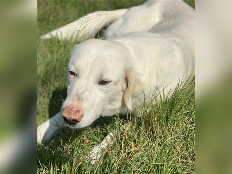 Queenie, geb. ca. 03/2020, lebt in GRIECHENLAND, auf einer privaten Pflegestelle