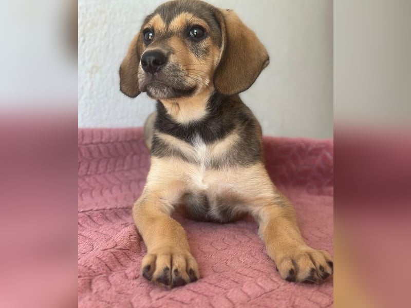 Lenny, geb. ca. 05/2026, lebt in GRIECHENLAND, im städt. Tierheim Serres
