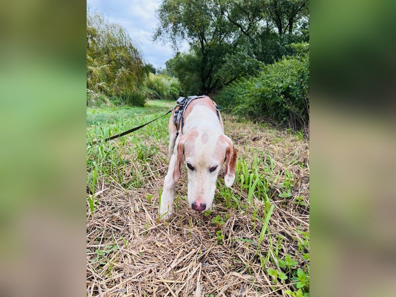 Lino - Jagdhund Mix