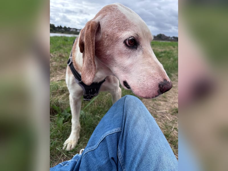 Lino - Jagdhund Mix