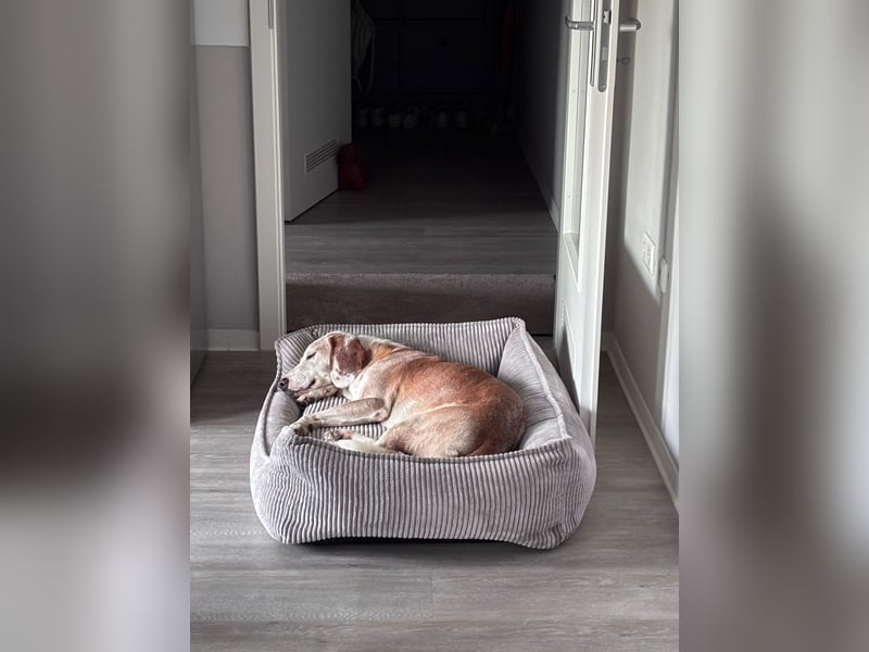 Lino - Jagdhund Mix