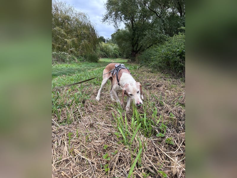 Lino - Jagdhund Mix
