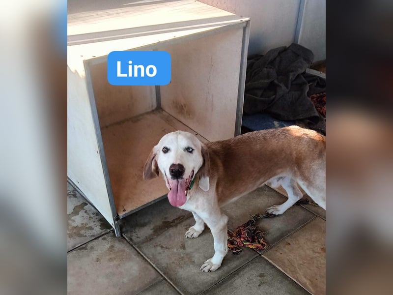 Lino - Jagdhund Mix
