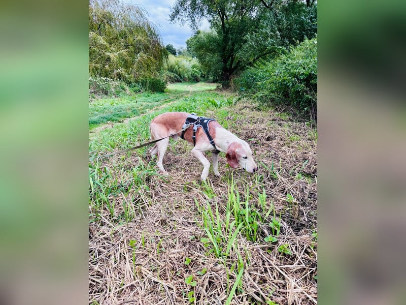 Lino - Jagdhund Mix