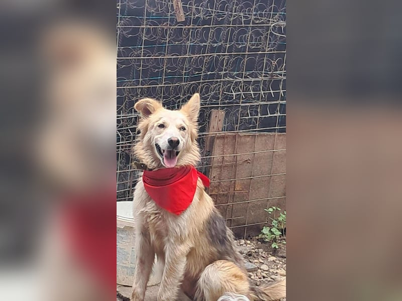 Ronja, freundliches Hundemädchen sucht Menschen mit Herz
