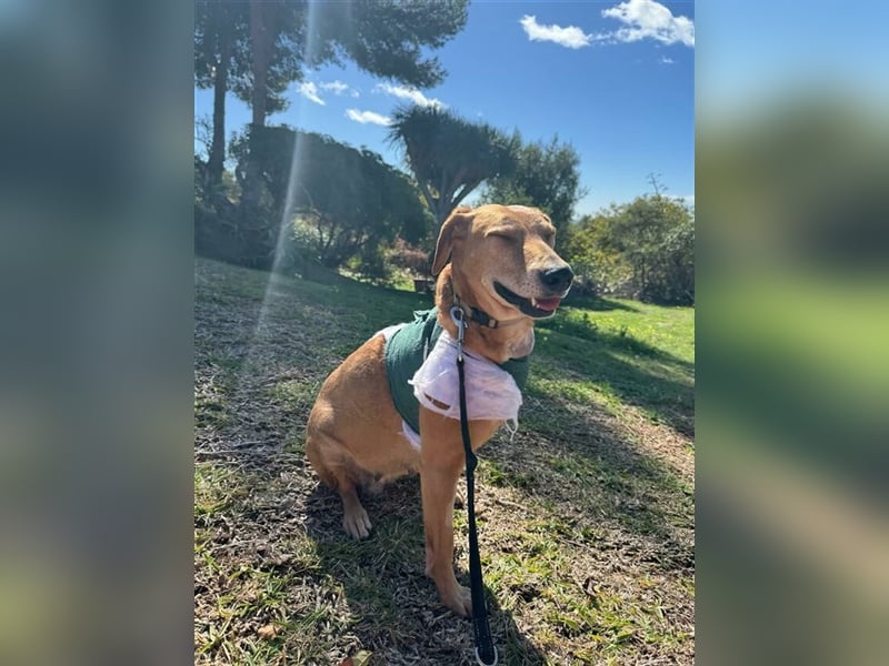 Canela (Spanien) - dreibeinig aber fröhlich durchs Leben