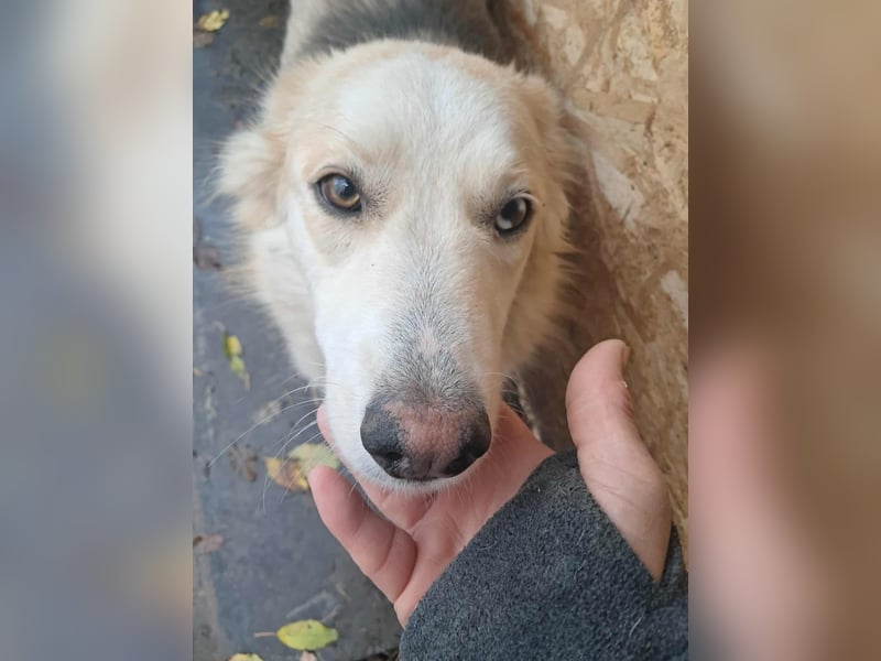 Ronja, freundliches Hundemädchen sucht Menschen mit Herz