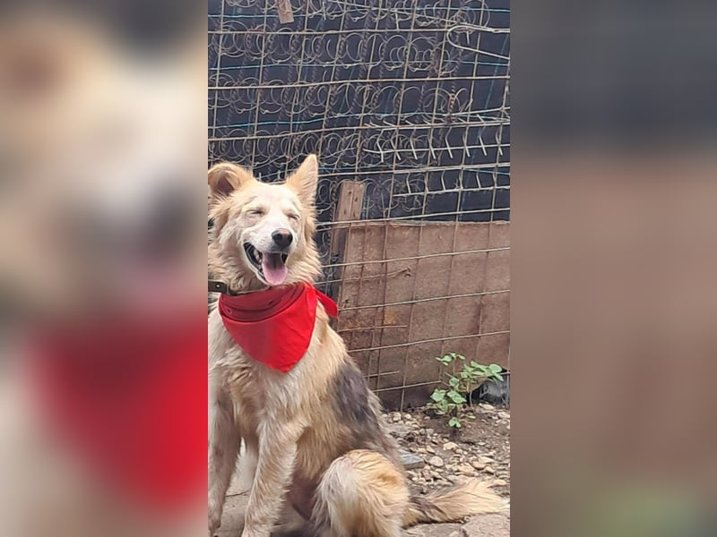 Ronja, freundliches Hundemädchen sucht Menschen mit Herz