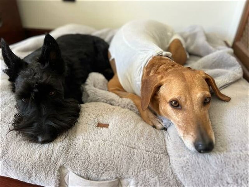 Canela (Spanien) - dreibeinig aber fröhlich durchs Leben