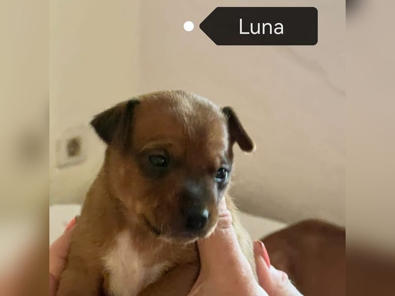 Luna (Spanien) - kleine Maus sucht ihr eigenes Zuhause