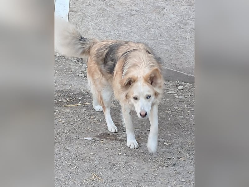 Ronja, freundliches Hundemädchen sucht Menschen mit Herz
