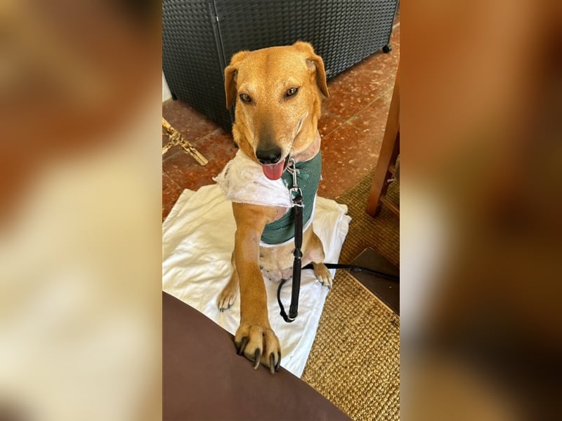 Canela (Spanien) - dreibeinig aber fröhlich durchs Leben