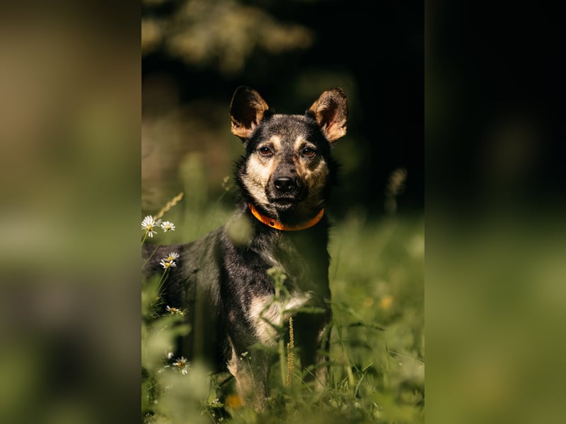 Fröhlicher Sharik sucht seine Menschen