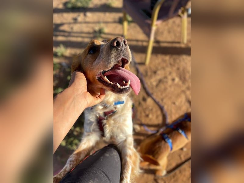 Petra (Spanien) – kleine Bretonen-Dame mit großem Herz