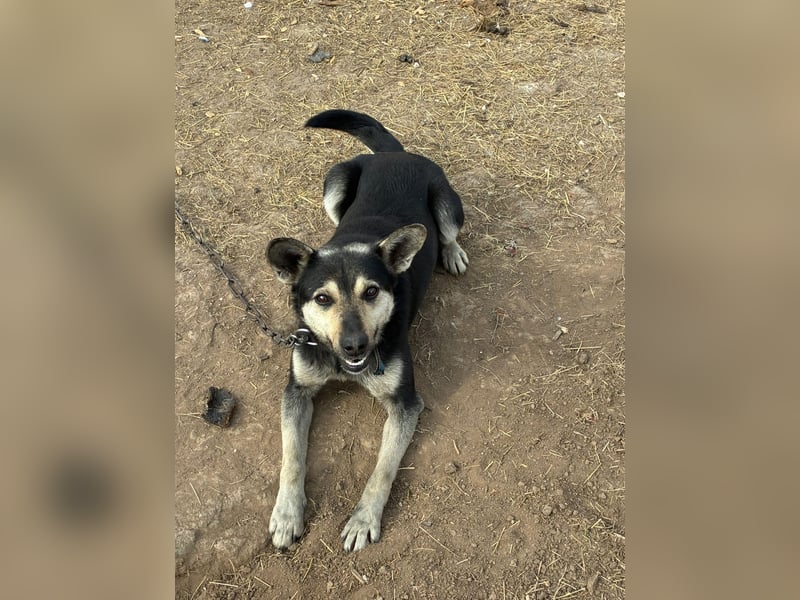 Fröhlicher Sharik sucht seine Menschen