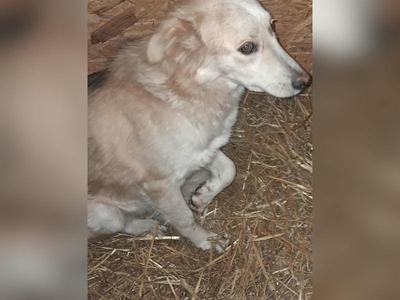 Ronja, freundliches Hundemädchen sucht Menschen mit Herz