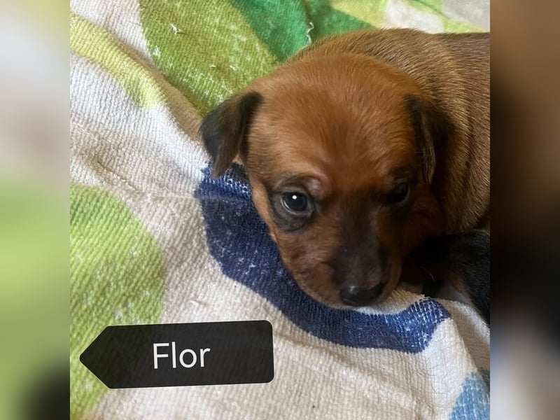 Flor (Spanien) - sucht ihre Familie fürs Leben