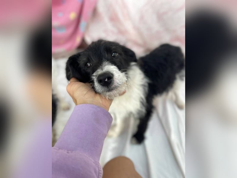 Saul (Spanien) – fröhlicher Jungspund sucht sein Für-immer-Zuhause