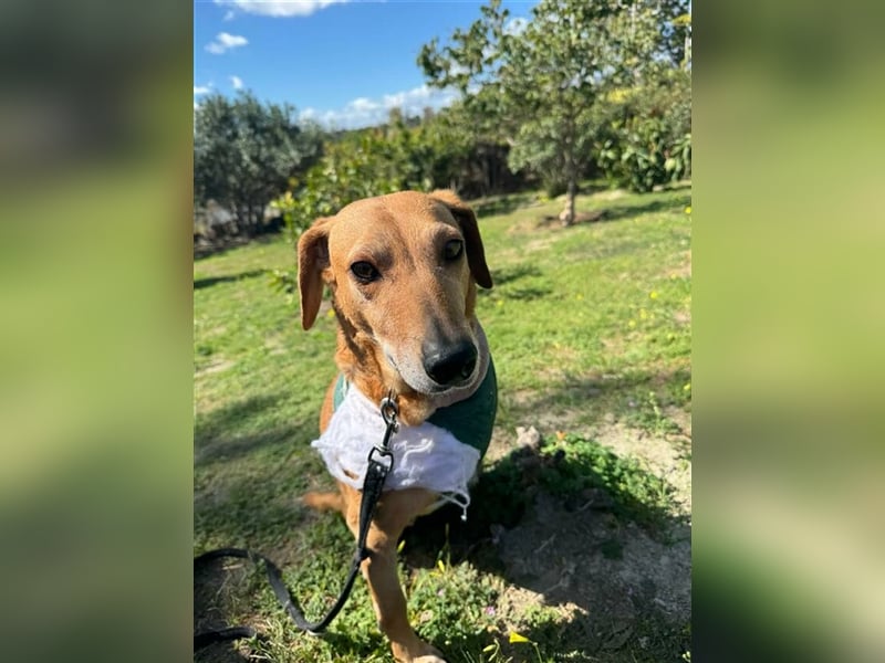 Canela (Spanien) - dreibeinig aber fröhlich durchs Leben