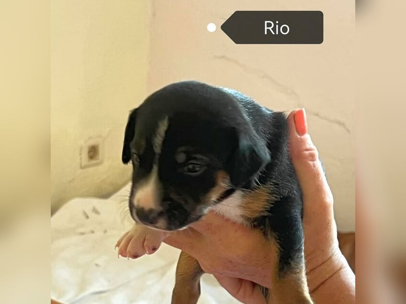 Rio (Spanien) - kleiner Sonnenschein für ihr Zuhause