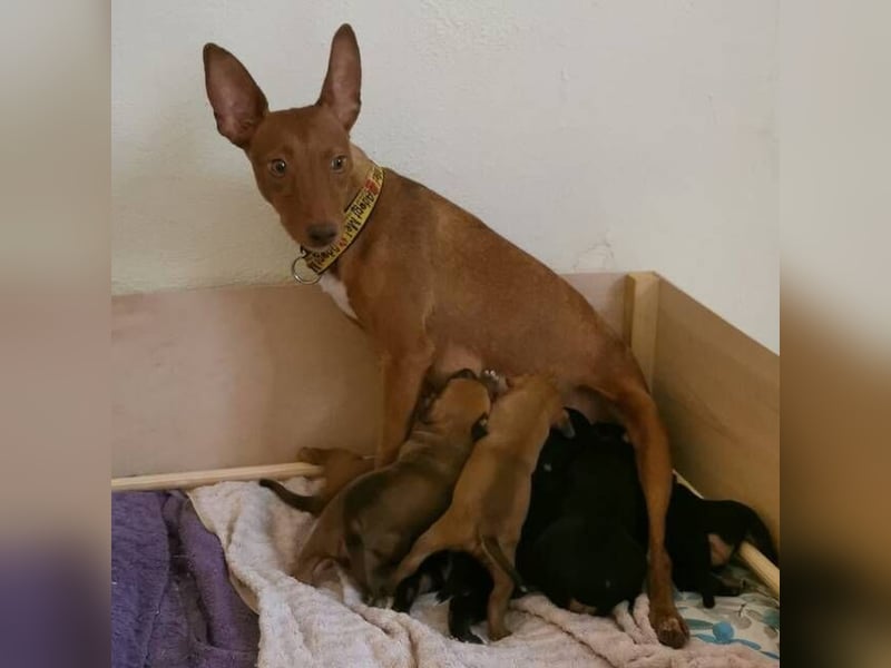 Flor (Spanien) - sucht ihre Familie fürs Leben
