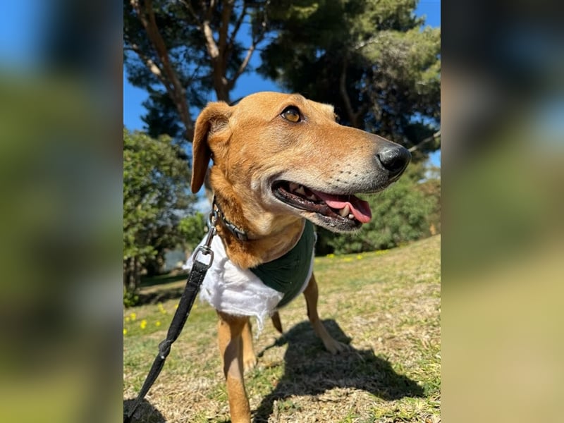 Canela (Spanien) - dreibeinig aber fröhlich durchs Leben