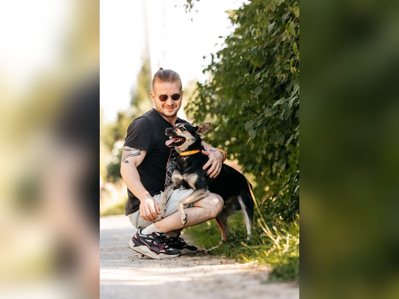 Fröhlicher Sharik sucht seine Menschen
