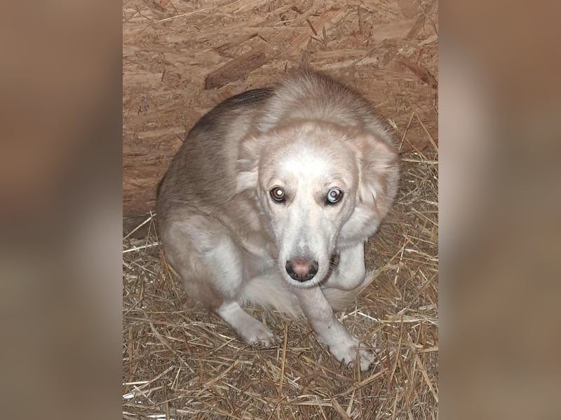 Ronja, freundliches Hundemädchen sucht Menschen mit Herz