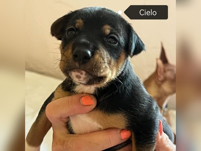 Cielo (Spanien) - Welpe sucht seine Familie fürs Leben