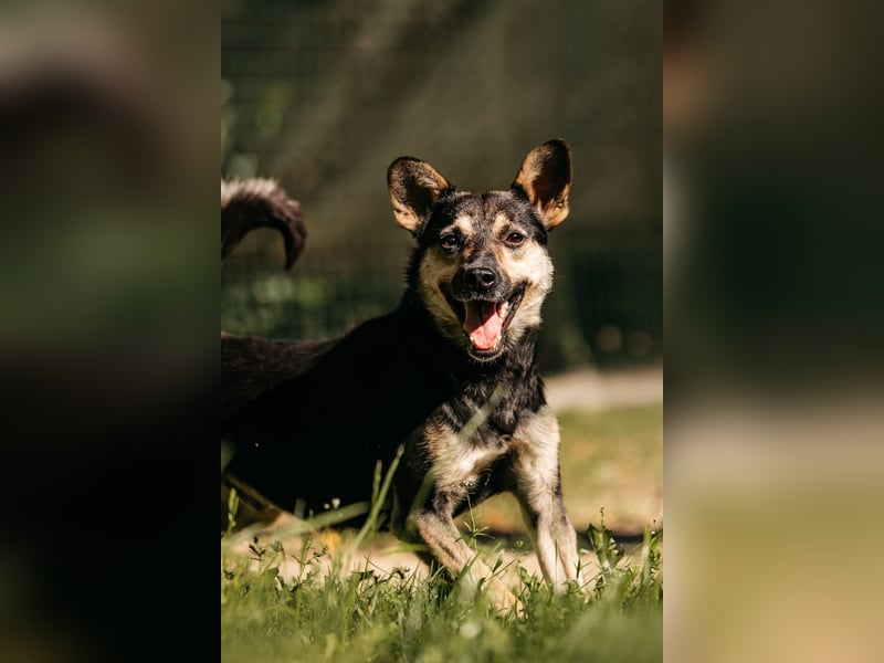 Fröhlicher Sharik sucht seine Menschen