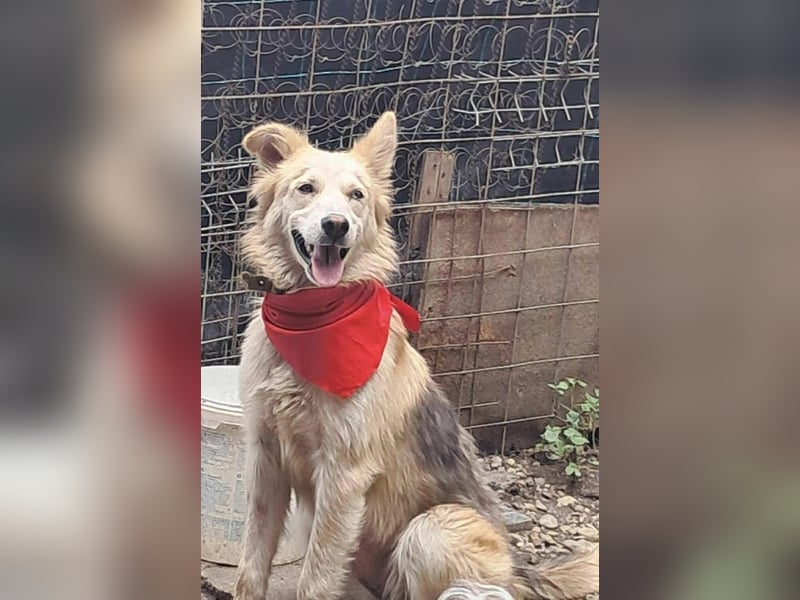 Ronja, freundliches Hundemädchen sucht Menschen mit Herz