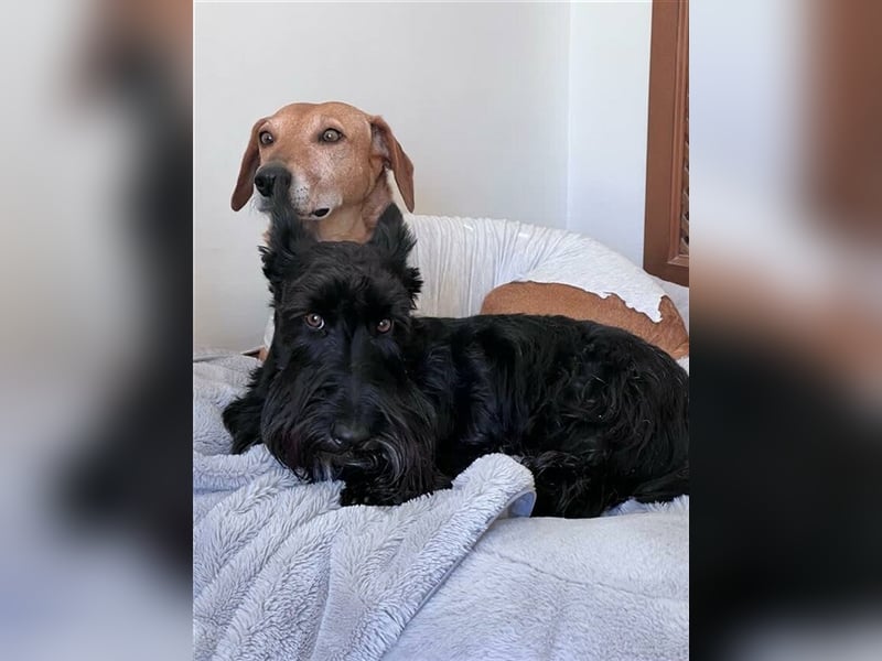 Canela (Spanien) - dreibeinig aber fröhlich durchs Leben