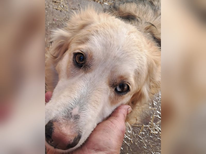 Ronja, freundliches Hundemädchen sucht Menschen mit Herz