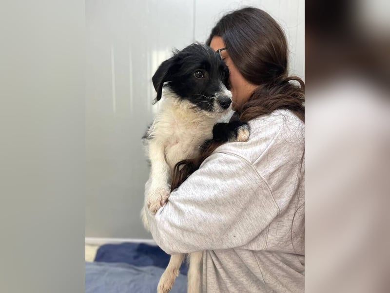 Saul (Spanien) – fröhlicher Jungspund sucht sein Für-immer-Zuhause