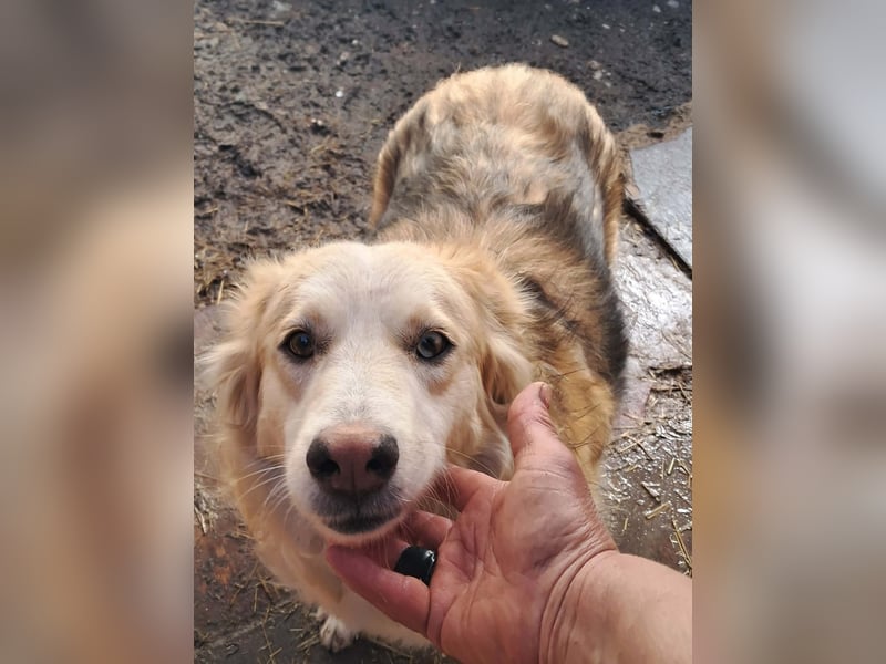 Ronja, freundliches Hundemädchen sucht Menschen mit Herz