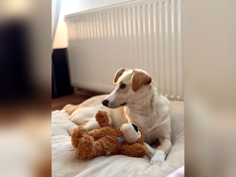 Monty, sportlich & intelligent