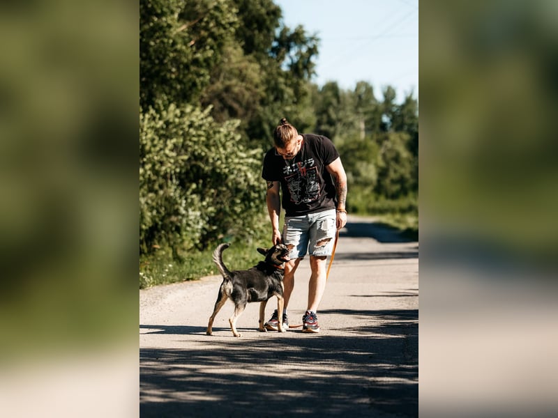 Fröhlicher Sharik sucht seine Menschen