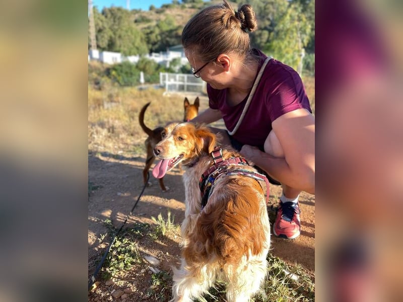 Petra (Spanien) – kleine Bretonen-Dame mit großem Herz