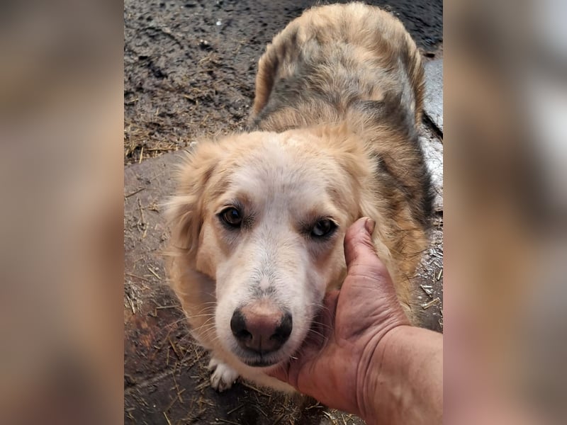 Ronja, freundliches Hundemädchen sucht Menschen mit Herz