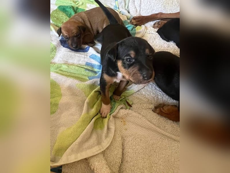 Luna (Spanien) - kleine Maus sucht ihr eigenes Zuhause