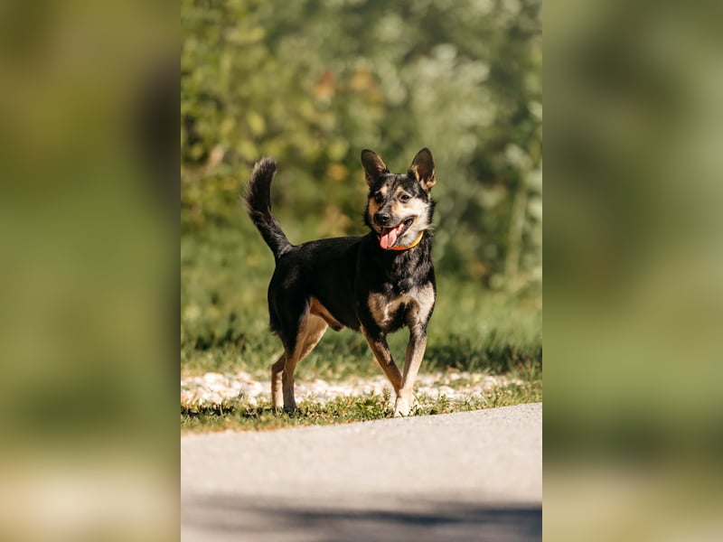 Fröhlicher Sharik sucht seine Menschen