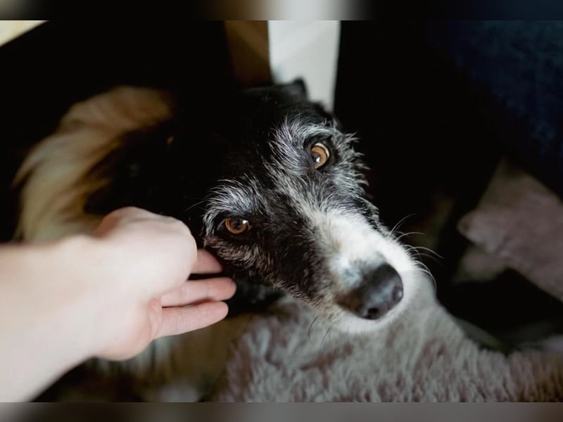 NESCHA - liebe, verschmuste Seniorin sucht ihr Happy End
