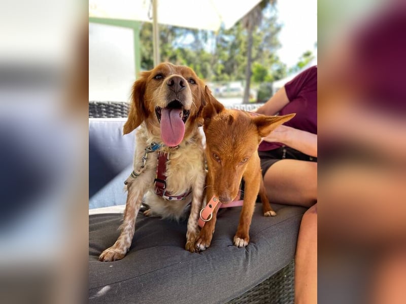 Petra (Spanien) – kleine Bretonen-Dame mit großem Herz