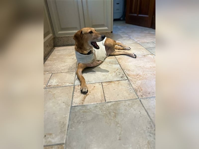 Canela (Spanien) - dreibeinig aber fröhlich durchs Leben