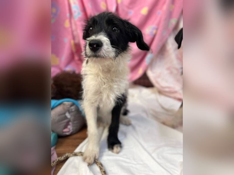 Saul (Spanien) – fröhlicher Jungspund sucht sein Für-immer-Zuhause