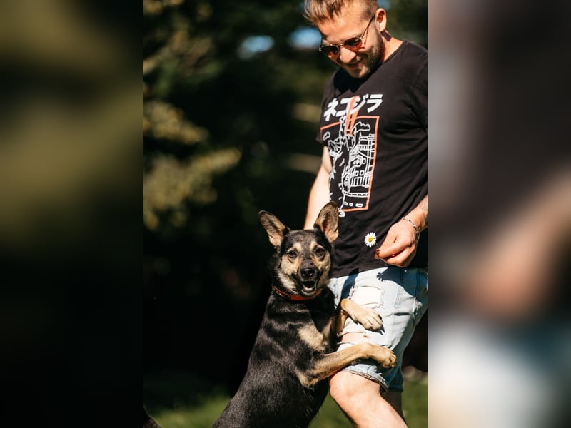 Fröhlicher Sharik sucht seine Menschen
