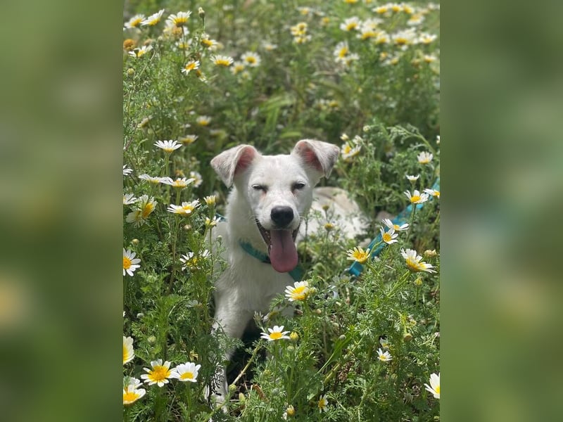 Linnea (Spanien) - unsere zarte Blume sucht ihr Glück