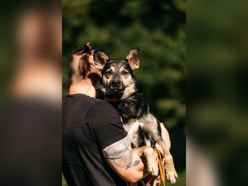 Fröhlicher Sharik sucht seine Menschen